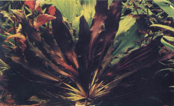 Echinodorus Dschungelstar 16